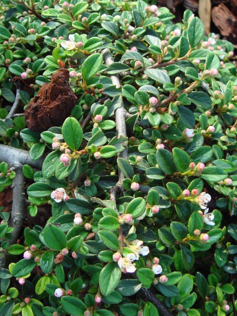 Cotoneaster dammeri